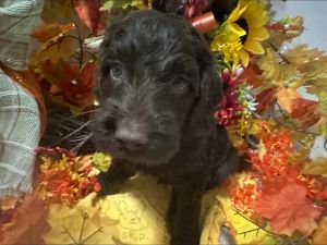 Golden doodle puppy for sale