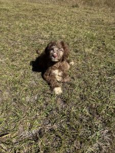 Chocolate male Goldendoodle puppy