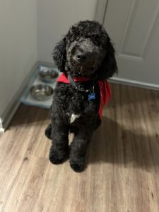 5 month golden doodle re-homing
