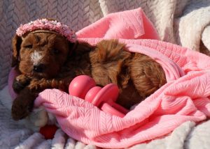 Multi-Generational Goldendoodles