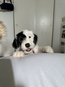 Golden Doodle / English Sheep Dog