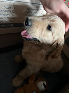 Cane the perfect family puppy!