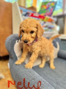 Goldendoodle puppies