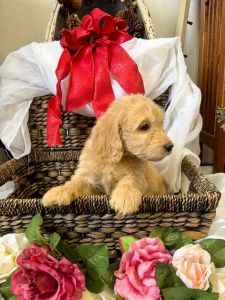 Goldendoodle Aspen