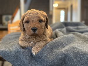 Bruno, Golden Doodle