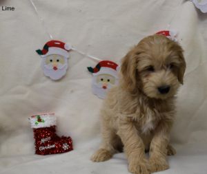 F2b Medium Goldendoodle