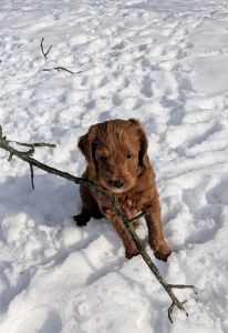 Golden Mountain Doodles