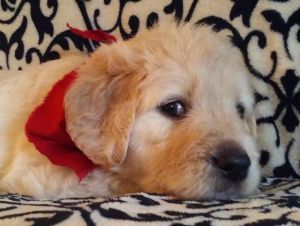 Beautiful Goldendoodles! F-1 & Ckc