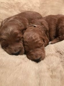 Red & Goldendoodles