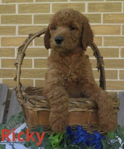 Red F1B Standard Goldendoodles
