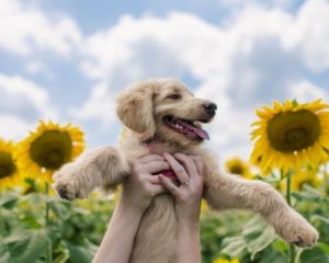 F1b Goldendoodle puppies
