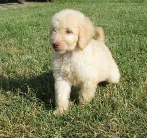 Healthy Golden Doodle puppies. Text (***) ***-***2