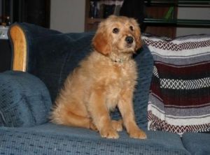 Boys and Girls Goldendoodle Puppies Ready Now!