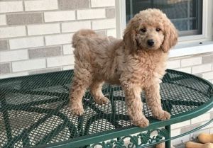 Excellent Golden Doodle Puppies