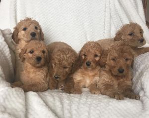 Goldendoodle Girls and boys ***