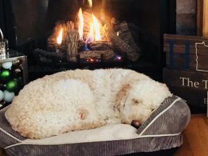 F1b GoldenDoodle Puppies, raised IN our home!