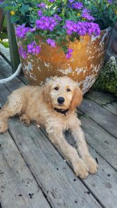 Goldendoodle