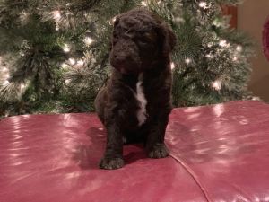 F2b Goldendoodle puppies!