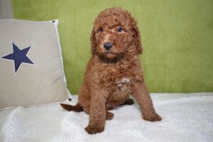 F1B Mini Golden Doodle Puppies 2 Yr Health Genetics Guarantee!