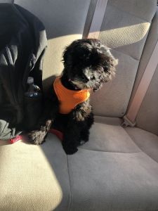 9 Month Old Golden Doodle