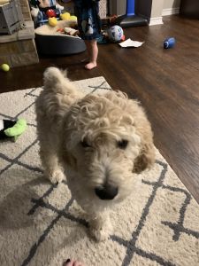Goldendoodle