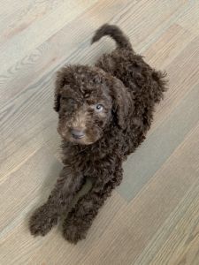8 week F1BB Goldendoodle for Sale!