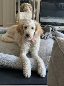 Playful Goldendoodle