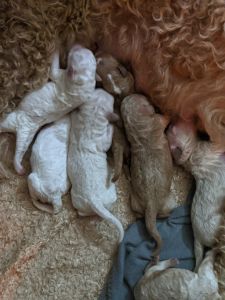 Golden Doodle puppies F1b's Standard