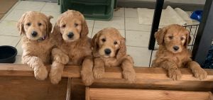 CKC Goldendoodle standard puppies