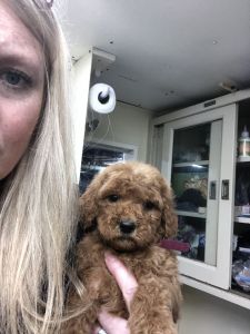 F1B Goldendoodle