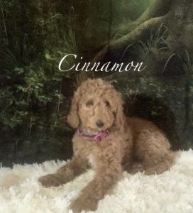 Say Hello to Cinnamon