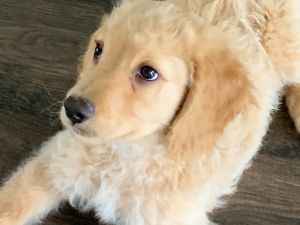 Tofu the Goldendoodle