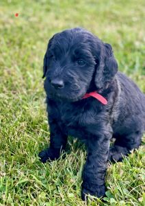 Beautiful F1 Goldendoodles