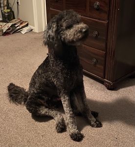 Loving Home Needed For Apollo