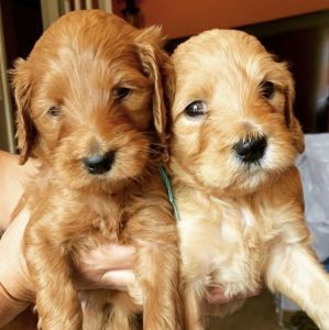 AKC Golden retriever