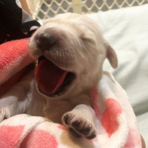 AKC English Cream Golden Retriever Puppus