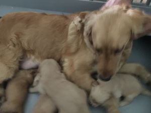 Purebred Golden Retriever Puppies