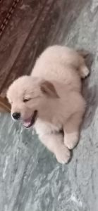 Golden Retriever Puppy