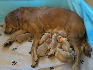 AKC golden retriever