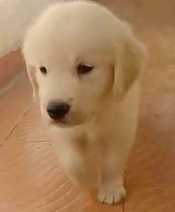 Golden Retriever Pup