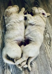 5 girls and 1 boy AKC registered