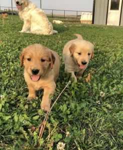 Adorable Golden Retrievers For Sale