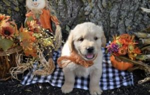 AKC golden retriever puppy