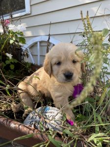 AKC Registeted Golden Retrievers