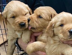 Golden retrievers