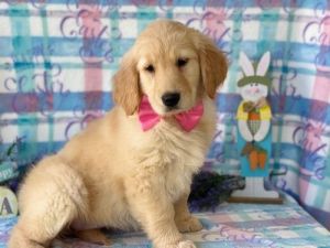AKC Golden Retriever puppies