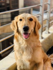 Male Puppy - Golden Retriever