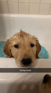 Home raised puppies Killeen Texas