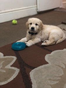 Purebred Male Golden Retriever Puppy