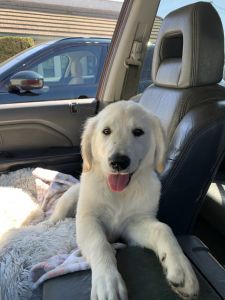Female English Cream golden retriever